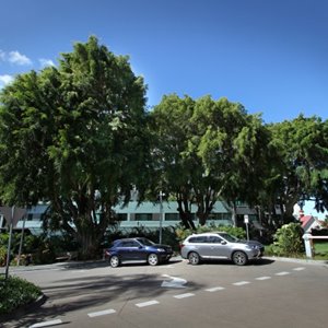 Removal of heritage listed Fig Tree from South Brisbane campus